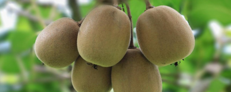 安徽省六安市金寨县的特产，有金寨猕猴桃、金寨天麻等