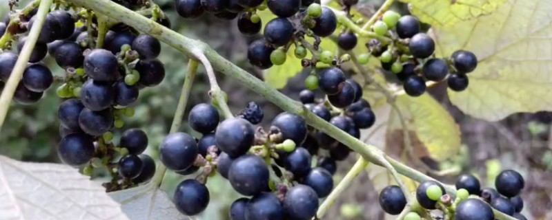 山葡萄如何移苗，起苗前对催根苗浇一次透水