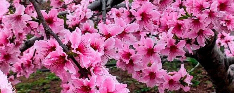 桃花常见的病害防治方法，常见的有炭疽病、穿孔病等