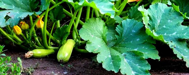 秋季西葫芦的高产栽培技术，定植后根据土壤墒情浇透定植水