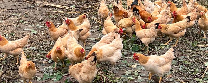 鸡吃什么才能长得快，可喂食能量饲料、蛋白质饲料等