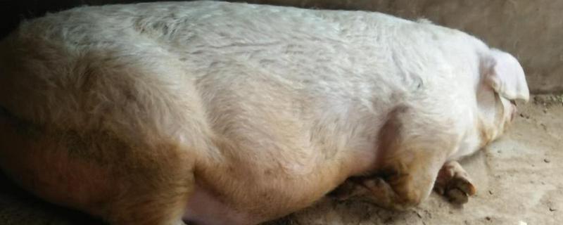 母猪胎死腹中怎么判断，会流出恶露、精神沉郁等