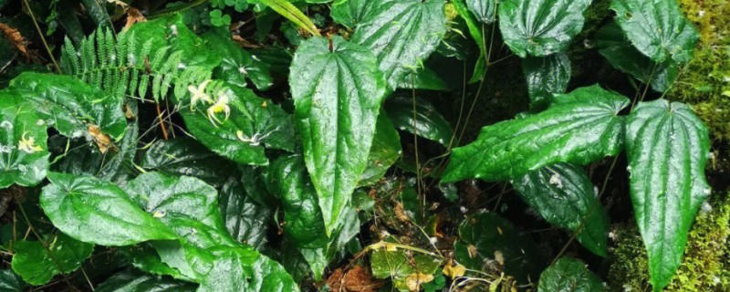 种植淫羊藿每亩的成本，一亩成本大概是4100元