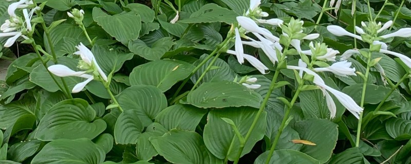 种植白玉簪怎么播种，播种前先浸种