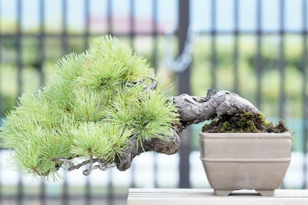 用什么花盆栽培五针松，选择古朴且色泽深沉的紫砂陶盆比较好