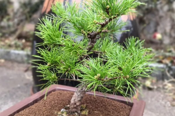 用什么花盆栽培五针松，选择古朴且色泽深沉的紫砂陶盆比较好