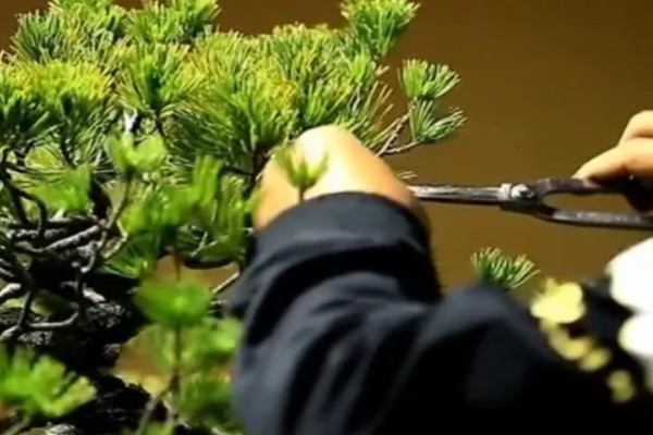 用什么花盆栽培五针松，选择古朴且色泽深沉的紫砂陶盆比较好