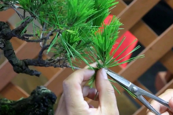 用什么花盆栽培五针松，选择古朴且色泽深沉的紫砂陶盆比较好