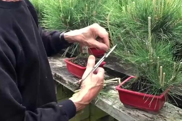 用什么花盆栽培五针松，选择古朴且色泽深沉的紫砂陶盆比较好