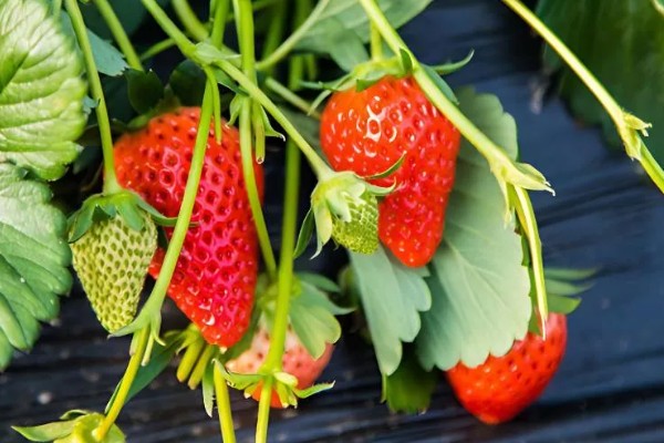 草莓的成熟季节，大多为6-7月份