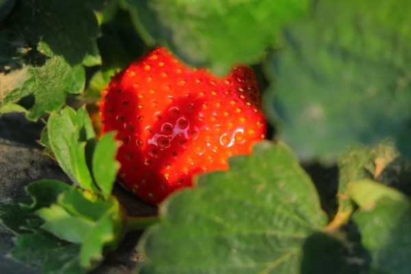 草莓的成熟季节，大多为6-7月份