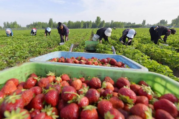 草莓的成熟季节，大多为6-7月份