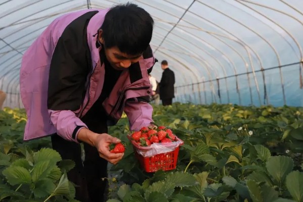 草莓的成熟季节，大多为6-7月份
