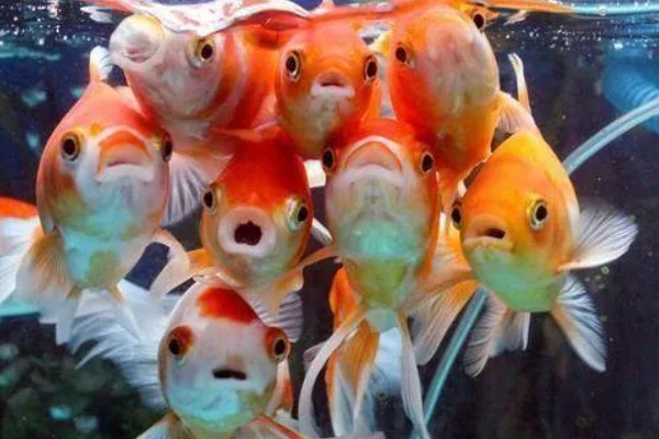 金鱼属于热带鱼吗,金鱼不属于热带鱼