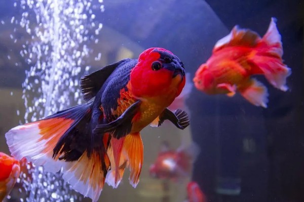 金鱼属于热带鱼吗,金鱼不属于热带鱼