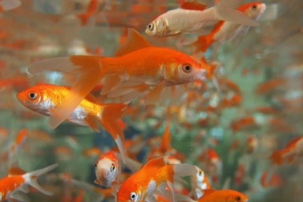 金鱼属于热带鱼吗,金鱼不属于热带鱼
