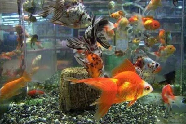 金鱼属于热带鱼吗,金鱼不属于热带鱼