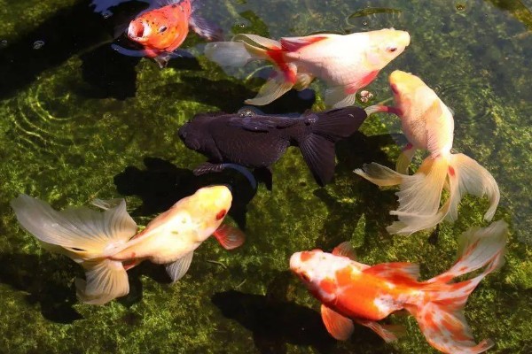 金鱼属于热带鱼吗,金鱼不属于热带鱼