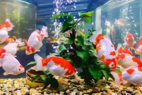 金鱼属于热带鱼吗,金鱼不属于热带鱼