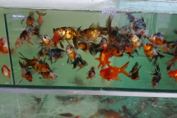 金鱼属于热带鱼吗,金鱼不属于热带鱼