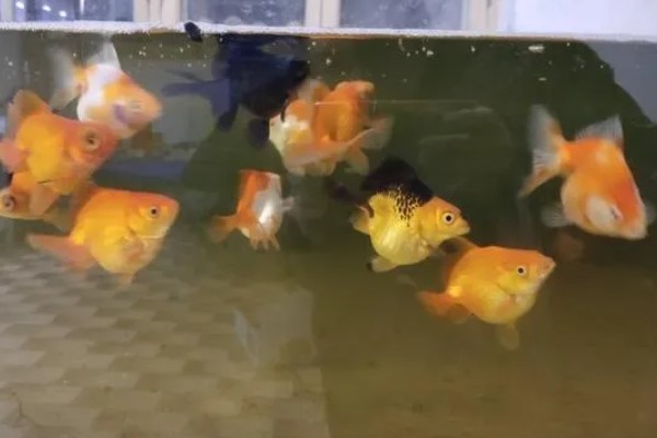 金鱼属于热带鱼吗,金鱼不属于热带鱼