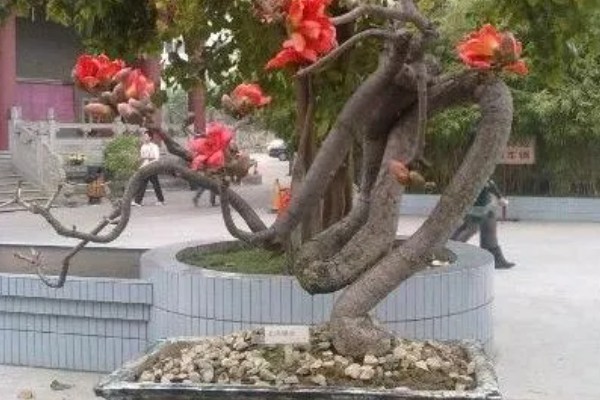 怎么养木棉，适宜生长的温度在20℃左右