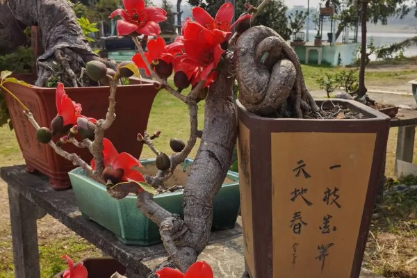 怎么养木棉，适宜生长的温度在20℃左右