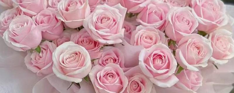 99朵玫瑰的花语，寓意长长久久的感情