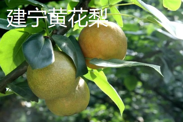 福建省三明市建宁县的特产，有通心白莲、黄花梨等