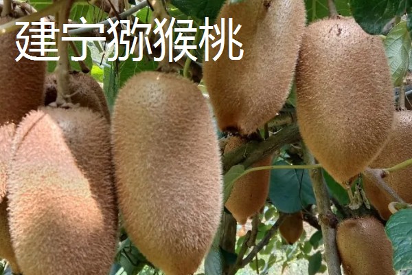 福建省三明市建宁县的特产，有通心白莲、黄花梨等