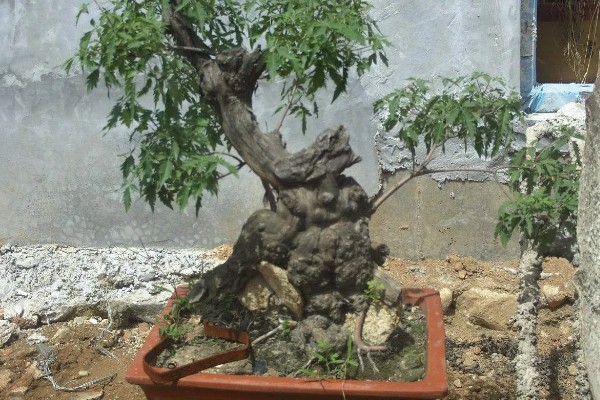 黄荆树的俗名，又被称为五指柑、五指风等