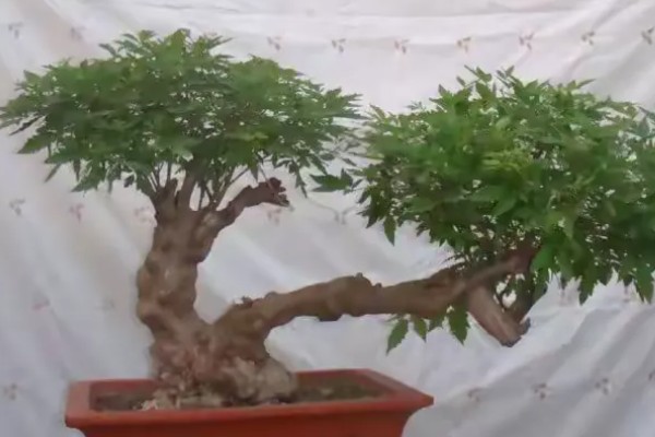 黄荆树的俗名，又被称为五指柑、五指风等