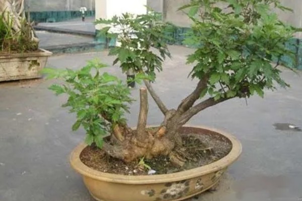 黄荆树的俗名，又被称为五指柑、五指风等