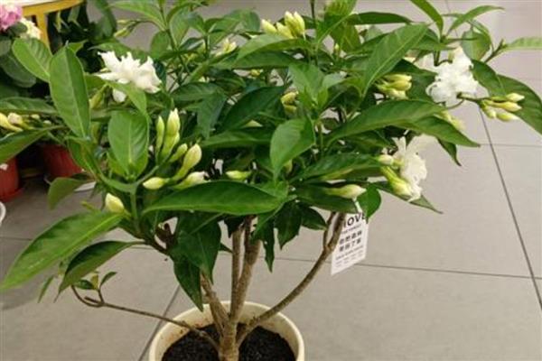 怎么养丁香花，适合生长在较为肥沃的环境中