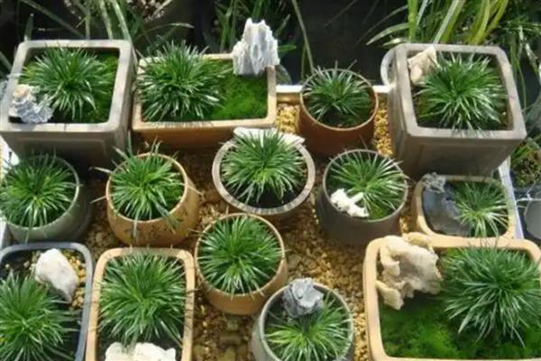 石菖蒲用哪种土种植，沙质土壤种植为佳