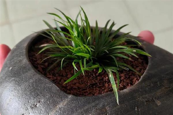 石菖蒲用哪种土种植，沙质土壤种植为佳