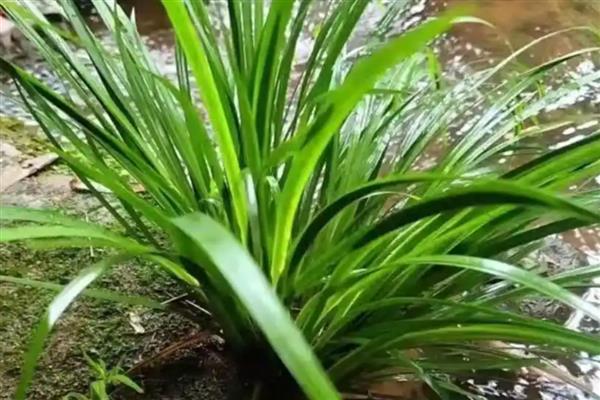 石菖蒲用哪种土种植，沙质土壤种植为佳