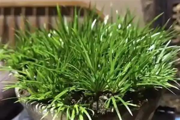 石菖蒲用哪种土种植，沙质土壤种植为佳
