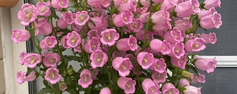 俄罗斯风铃如何养殖，生长环境的适温为13-18℃