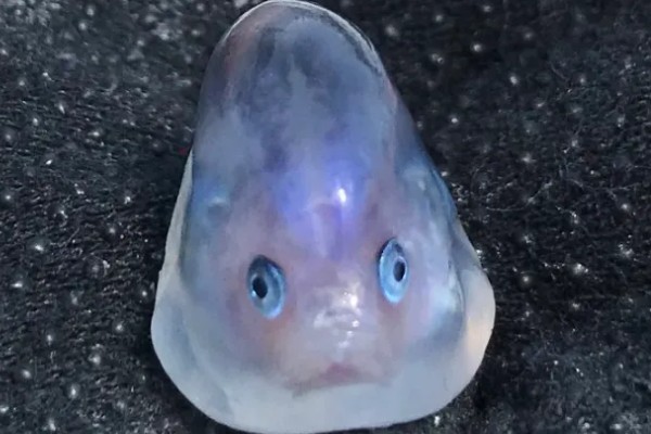 果冻鱼简介，一般是指樽海鞘