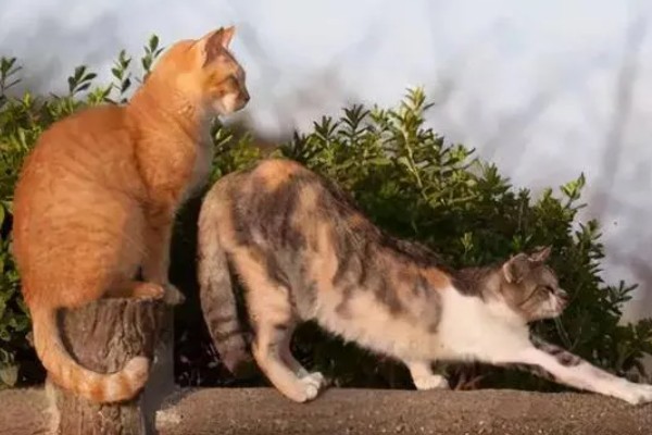 猫咪什么时候发情，在春秋两季会发情