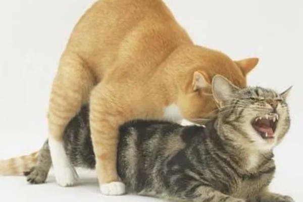 猫咪什么时候发情，在春秋两季会发情