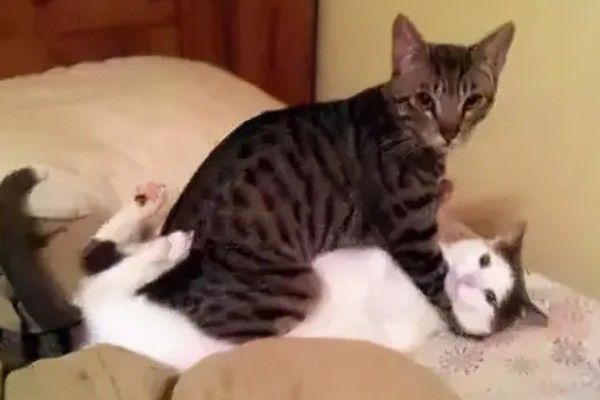 猫咪什么时候发情，在春秋两季会发情