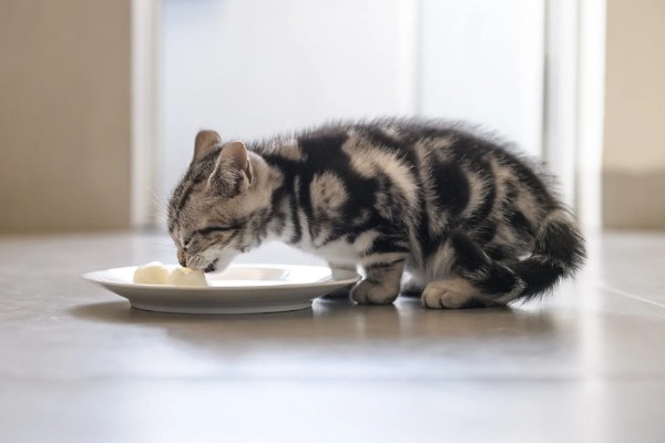 猫咪什么时候发情，在春秋两季会发情