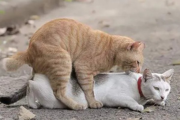 猫咪什么时候发情，在春秋两季会发情