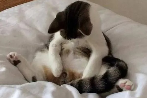 猫咪什么时候发情，在春秋两季会发情