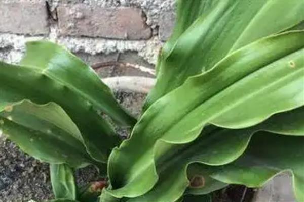 万年青叶子发黄的原因，可能是正常老化所致