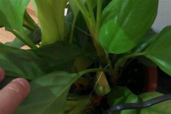 万年青叶子发黄的原因，可能是正常老化所致
