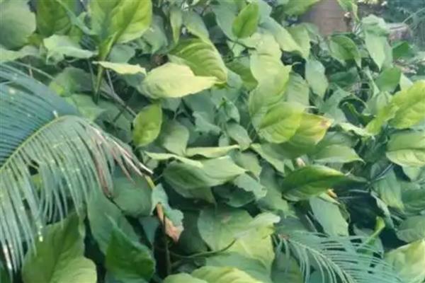 万年青叶子发黄的原因，可能是正常老化所致