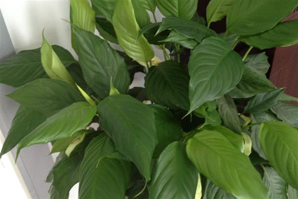 万年青叶子发黄的原因，可能是正常老化所致